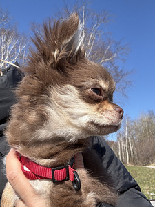 Chihuahua kutsikate müük. (6 foto / 9)