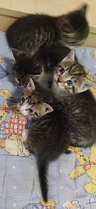Милые кошечки (2 фото из 5)
