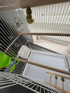Papagoi puur (4 foto / 6)