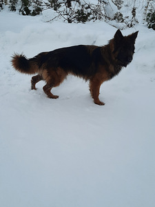 Saksa lambakoer (2 foto / 2)