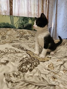 Очень милые котята ищут свой настоящий дом (7 фото из 10)