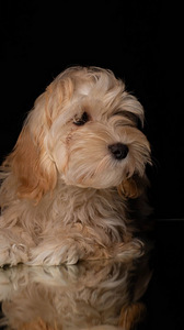 Havanese kutsikad müüa (2 foto / 6)