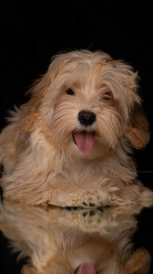 Havanese kutsikad müüa (4 foto / 6)