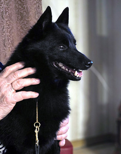 Schipperke kutsikad (3 foto / 5)