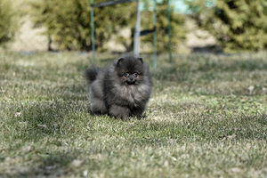 Померанский шпиц (2 фото из 3)