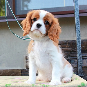 Cavalier king charles spanieli emane (2 foto / 4)