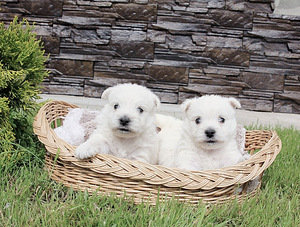 West highland white terrier kutsikad (5 foto / 8)