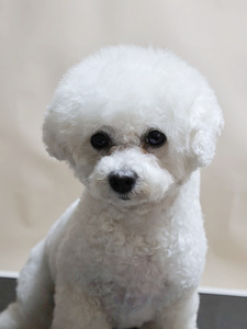 Bichon Frise 2,5 aastat (3 foto / 3)