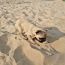 Prantsuse buldogi kutsikas / French bulldog puppy (foto #3)