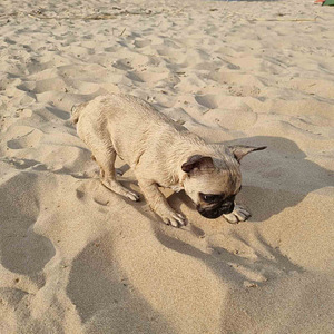 Prantsuse buldogi kutsikas / French bulldog puppy (3 foto / 4)