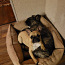 Prantsuse buldogi kutsikas / French bulldog puppy (foto #1)