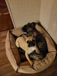 Prantsuse buldogi kutsikas / French bulldog puppy (1 foto / 4)