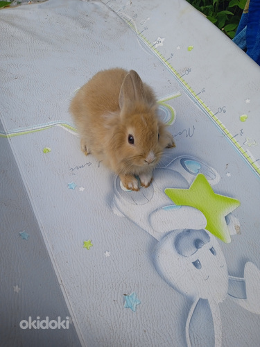 Красивые карликовые кролики 2 месяца (фото #5)