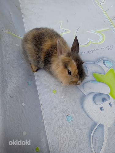Красивые карликовые кролики 2 месяца (фото #7)