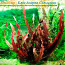Барклайя длиннолистная красная (Barclaya longifolia) (фото #2)