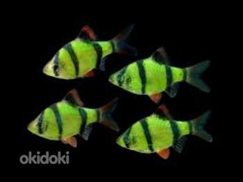 Barbus tetrazona GloFish Green (foto #3)