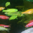 Danio glofish (kollane, oranž, punane, sinine) (foto #1)