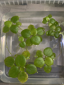 Limnobium stoloniferum (5 foto / 5)