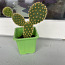 Kaktused (foto #3)