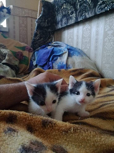 Домашнии котята (4 фото из 5)