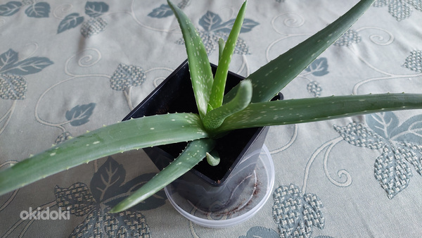 Aaloe Vera