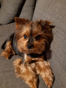Yorki ootab peikat. (1 foto / 1)