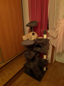 Kassi ronimispuu (1 foto / 1)