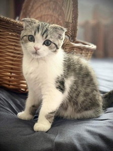 Scottish straight ja Scottish fold (1 foto / 6)