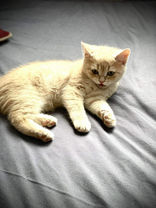 Scottish straight ja Scottish fold (4 foto / 6)
