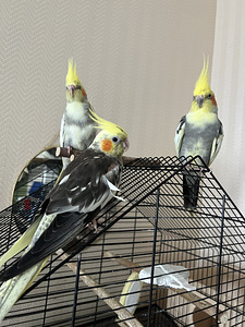 Anname kolme nümfkakaduu headesse kätesse (1 foto / 1)