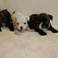 FRENCH BULLDOGS PUPPIES (foto #1)