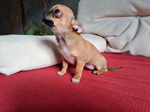 Chihuahua tüdruk (4 foto / 4)