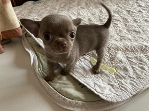 Chihuahua kutsikad (3 foto / 8)