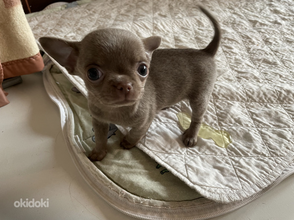 Chihuahua kutsikad (foto #4)