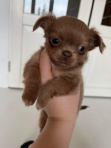Chihuahua kutsikad (5 foto / 8)