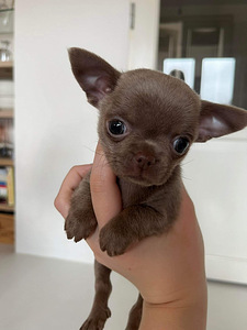 Chihuahua kutsikad (7 foto / 8)