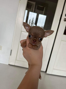 Chihuahua kutsikad (8 foto / 8)