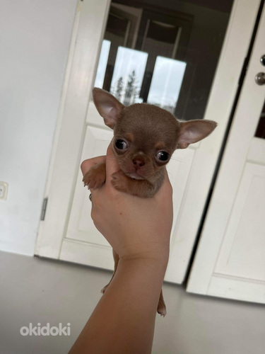 Chihuahua kutsikad (foto #9)