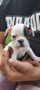 Prantsuse Bulldog (2 foto / 7)