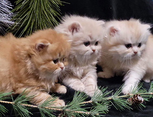 Scottish Straight/Scottish Fold. šotlased (3 foto / 5)