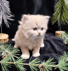 Scottish Straight/Scottish Fold. šotlased (1 foto / 5)