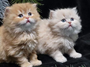 Scottish Straight/Scottish Fold. šotlased (2 foto / 5)