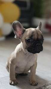 Prantsuse buldog (1 foto / 5)