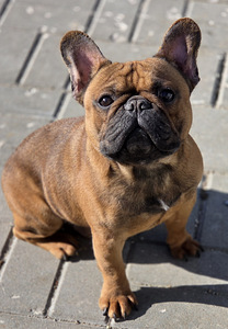 Prantsuse buldog (5 foto / 5)