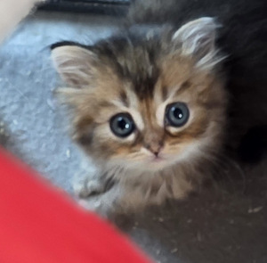 Scottish Fold - Scottish Straight (3 foto / 5)