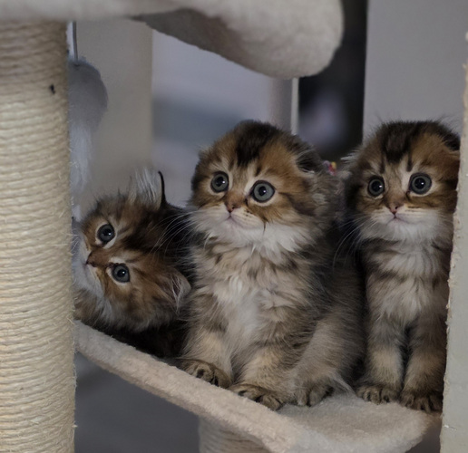 Scottish Fold - Scottish Straight