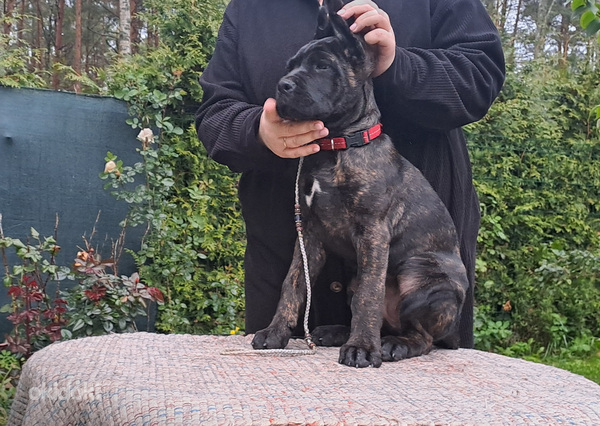 Cane Corso