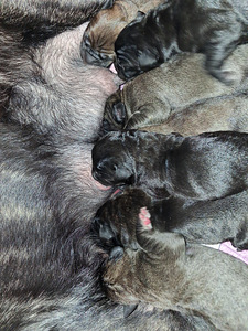 Cane Corso (1 foto / 3)
