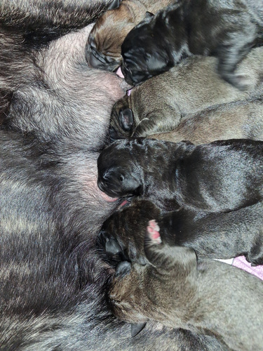 Cane Corso