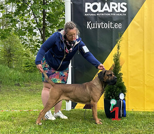 Cane Corso (3 foto / 3)